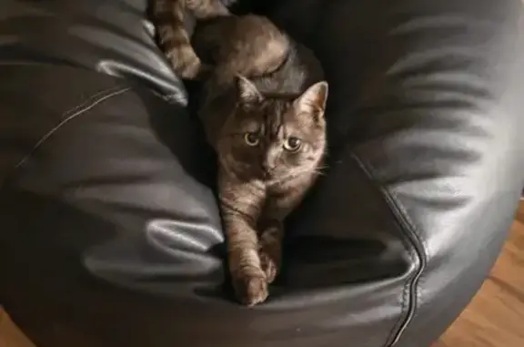 Кошки потеряшки, Южно-Сахалинск, фото: Потеряшка кот, Школьный пер., 503Б, Ю-Сах.