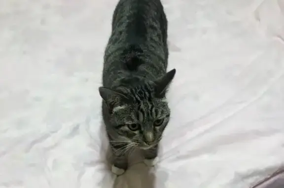 Найденные животные Петрозаводск, фото: Кот найден в подъезде на Державина, 35