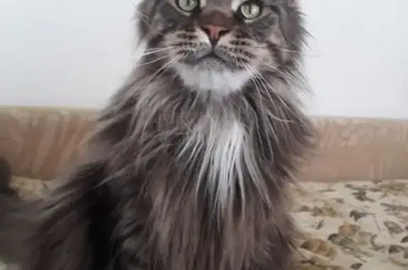 Кошки потеряшки, Хабаровск, фото: Потеряшка кошка, Городская ул. 32, Хабаровск