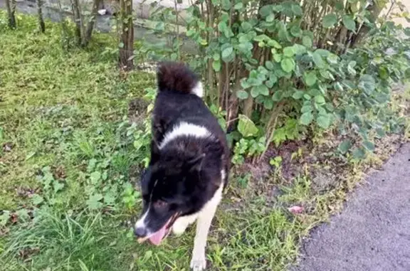 Найдена собака, Ломоносов, фото: Собака найдена: Владимирская ул., 27, Ломоносов