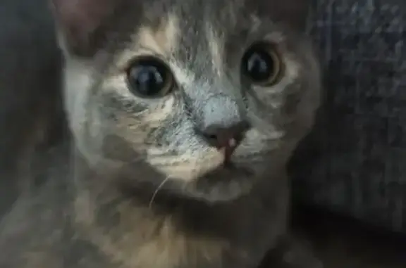 Кошки потеряшки, Чебоксары, фото: Потеряшка кошка, ул. 50 лет Октября, 11