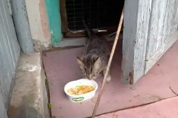 Найдена кошка, Зуевка, фото: Котенок найден у сарая, Васнецовых 18