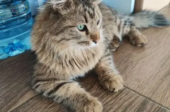 Найдена кошка, ул. Зои Космодемьянской 5 к1