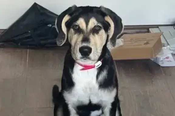 Найдена собака, Хабаровск, фото: Щенок найден: Каменный переулок, 2, Хабаровск