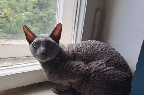 Кошка найдена: Палехская ул., Москва