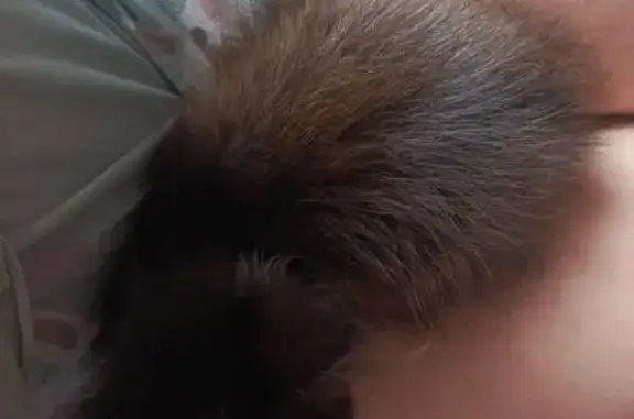 Найдена кошка, Семилуки, фото: Кошка найдена на ул. Победы, 62, Семилуки