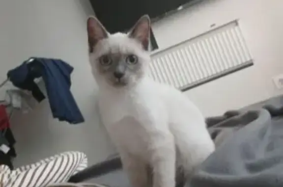 Кошки потеряшки, Тюмень, фото: Потеряшка кошка, ул. Митинского, 4, Тюмень