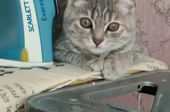 Пропала кошка, ул. Цветников, 38, Ревда