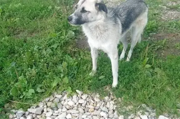 Найденные животные Тула, фото: Собака найдена: Венёвское шоссе, Тула