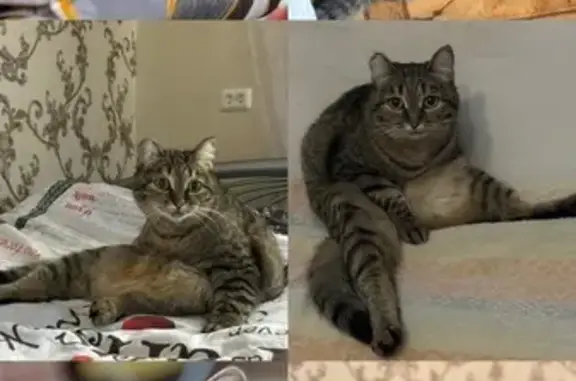 Пропала кошка, ул. Герцена, 9, Красноярск