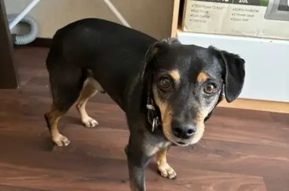 Собаки потеряшки, Самара, фото: Потеряшка собака, ул. Стара-Загора, 120