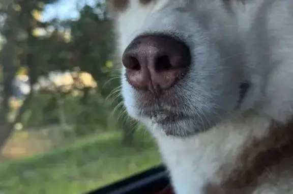 Найдена собака, Ленинградская область, фото: Хаски найдена в Коммунаре, Ленобласть