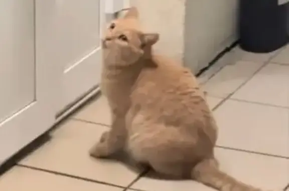 Найдена кошка, , фото: Найдена кошка на Бородина, 1А, Пенза