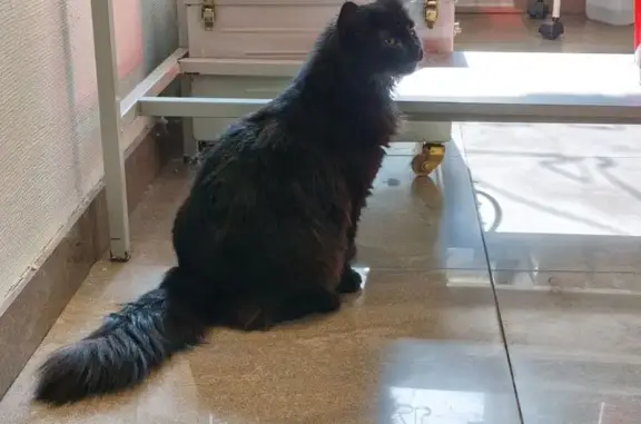 Крупный черный кот найден на Ломоносова, 20