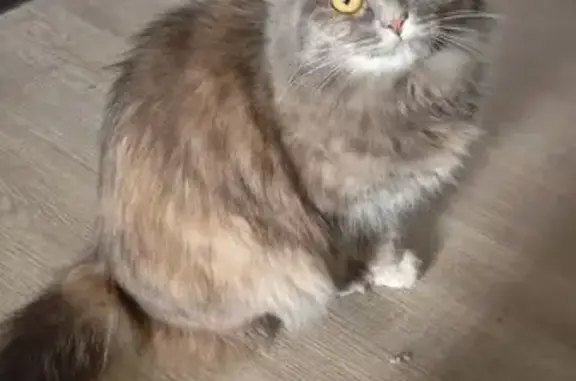 Объявления о пропавших и найденных животных, Свободный, фото: Пропала серая кошка, Зелёный пер., 25