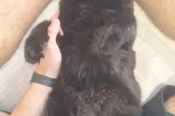 Кот найден: ул. 45-я Параллель, 87, Ст.