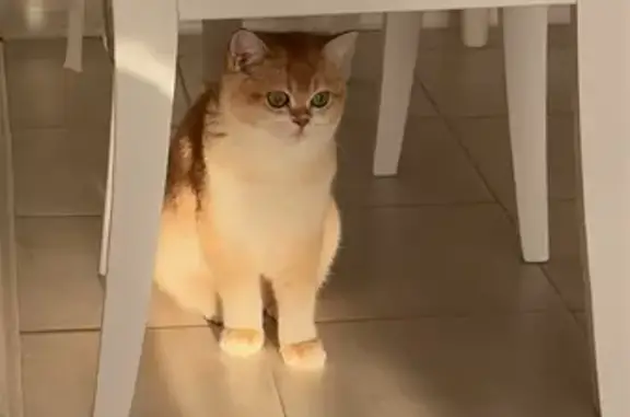 Кошки потеряшки, Грозный, фото: Потеряшка кошка, ул. Щербакова, Грозный