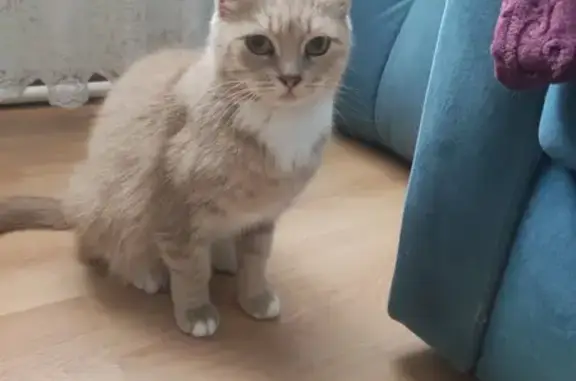 Кошка найдена: Советская ул., Кокино