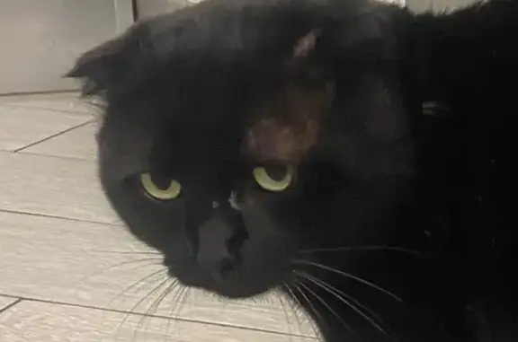 Кошки потеряшки, Тамбовская область, фото: Потеряшка кошка, Тамбов, вознаграждение!