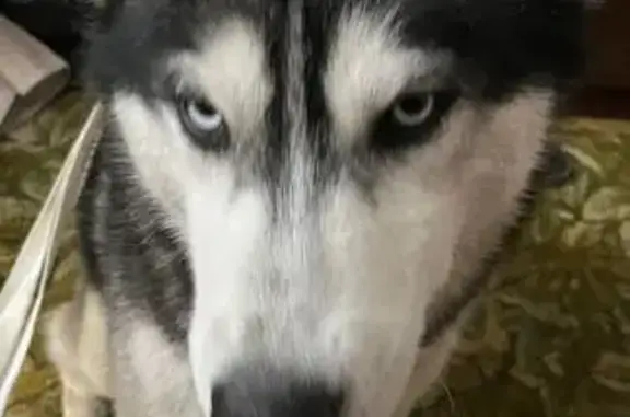 Найдена собака, , фото: Хаски найден на заправке, 162А, Беляницы