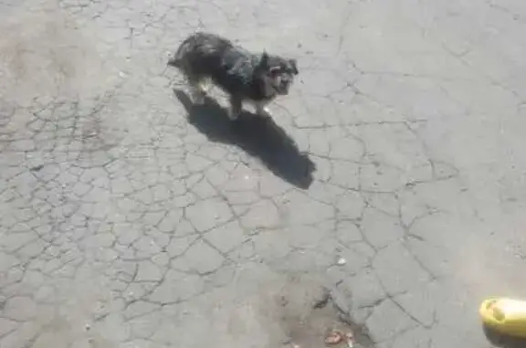 Найдена собака, Подольск, Ленина 5Б