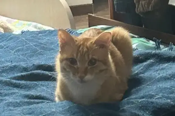 Кошки потеряшки, Улан-Удэ, фото: Потеряшка кошка, ул. Мокрова 46, Улан-Удэ