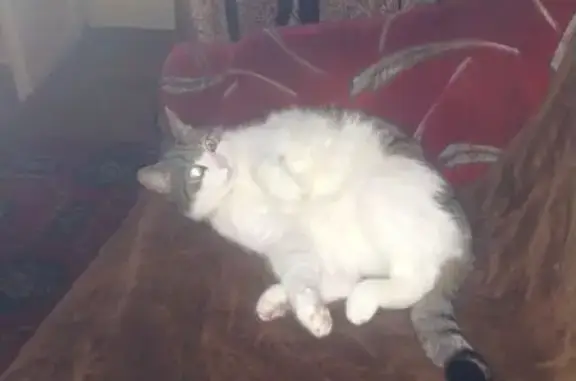 Кошки потеряшки, Гродно, фото: Потеряшка кошка на Захарова, 28, Гродно