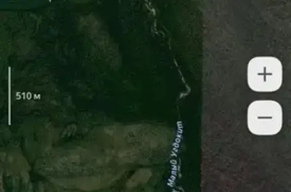 Найденные животные Мамско-Чуйский район, фото: Собака у реки Малый Угдокит, Иркутская обл.