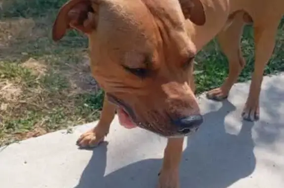 Найдена собака, Октябрьский, фото: Собака найдена: Роговская ул. 19, Октябрьский