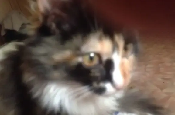 Кошки потеряшки, Искателей, фото: Потеряшка кошка, ул. Строителей 10, Искателей