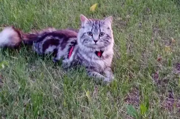 Пропала кошка, ул. Аванесова, Барнаул