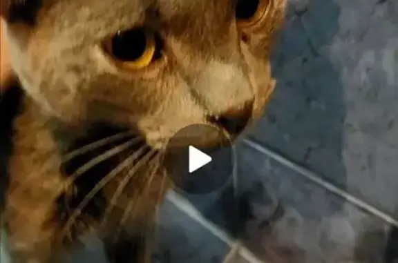 Найдена кошка, Ростов-на-Дону, фото: Кошка найдена: пр. Стачки, Ростов-на-Дону