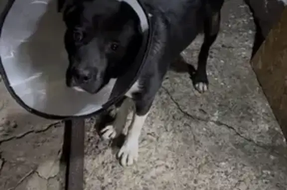 Найденные животные Прокопьевск, фото: Найдена собака у ТЦ Солнышко, Прокопьевск