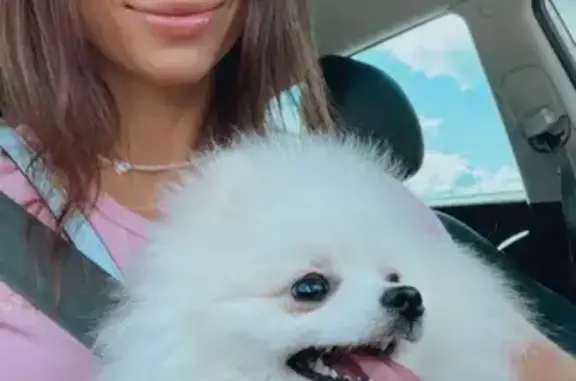 Найдена собака, Калуга, фото: Найдена собака, Болотная ул. 16Б, Калуга