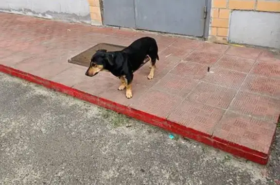 Такса найдена на Каширцева 4, Курск