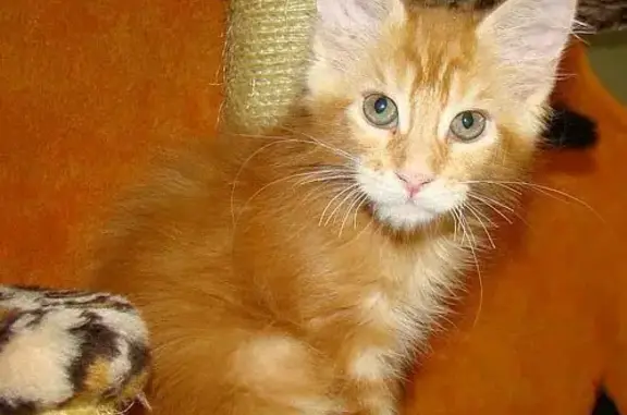 Пропала кошка, ул. Островского, 32