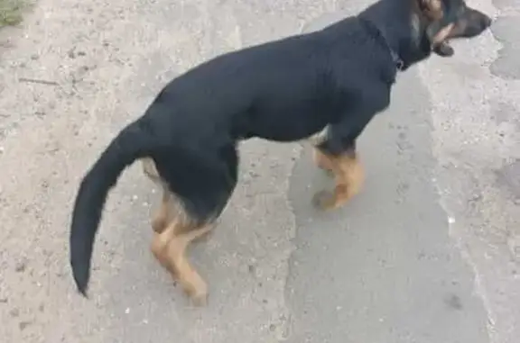 Найденные животные Кострома, фото: Собака найдена: Берендеевская ул., 14