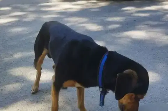 Найдена собака, Волгоград, фото: Собака у подъезда на Штеменко, 68, Волгоград