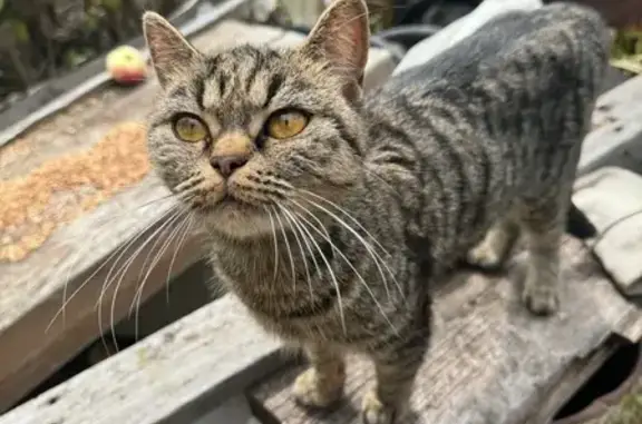 Кошка найдена: Пролетарская ул., 80