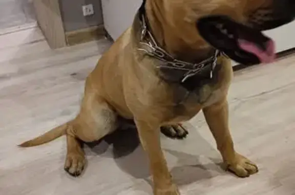 Найдена собака, Ивантеевка, фото: Собака найдена: Хлебозаводская ул., Ивантеевка