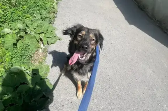 Собаки потеряшки, Южно-Сахалинск, фото: Потеряшка собака, 2-я Хабаровская, Ю-Сах.