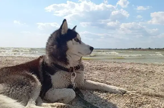 Собаки потеряшки, , фото: Потеряшка собака, Набережная ул., Петрушино
