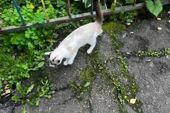 Найденные животные Томск, фото: Кошка найдена: ул. Кулагина, 29, Томск