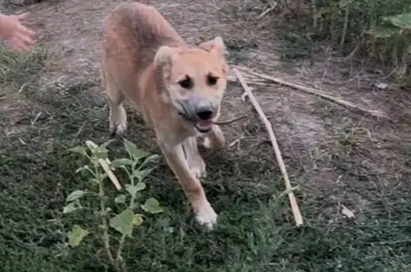 Собаки потеряшки, Батайск, фото: Потеряшка собака, Рыбная ул. 107А, Батайск