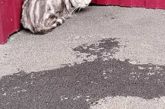 Найдена кошка, , фото: Кошка найдена: ул. Долгорукова, 100