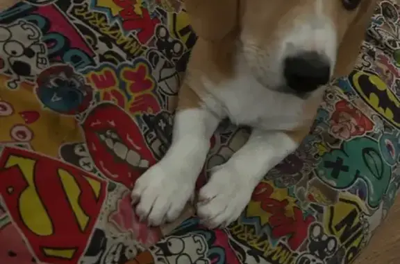 Бигль найден: ул. Терешковой, 19, Пенза