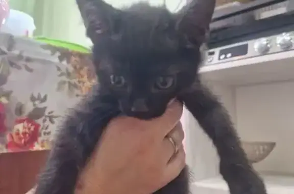 Найдена кошка, Оренбург, фото: Кошка найдена: Карагандинская 104, Оренбург