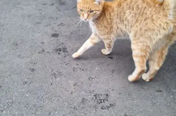 Найдена кошка, Набережные Челны, фото: Найдена кошка у 8 подъезда, 14/19, НЧ