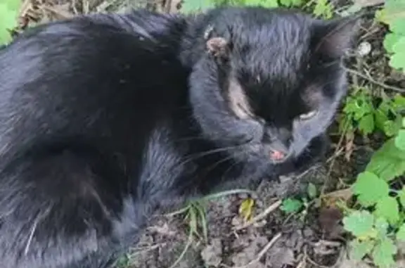 Кот найден в СО Дружба, Фокинский район