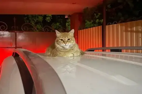 Кошки потеряшки, Славянское городское поселение, фото: Потеряшка кошка, Западная ул., Славянское